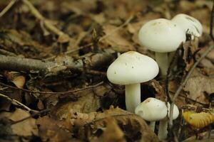 Pilz, Herbst, Wald, Europa foto