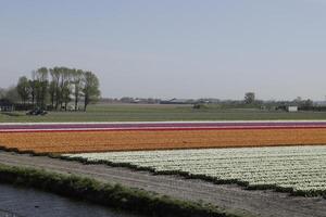 Tulpen Blühen, Frühling, das Niederlande, Blumenfelder foto