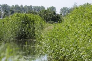 Grün Niederländisch Landschaft foto