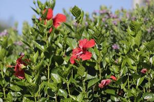 rote Hibiskusblüten foto