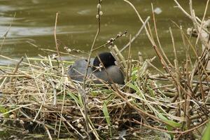 eurasisch Blässhuhn, Wasser Vogel foto