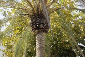 Palme Baum, Besichtigung im Nerja, Spanien foto