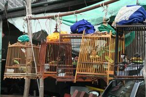 Singen Vögel im ein Käfig, koh Samui Insel, Thailand foto