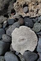 Korallen und Muscheln beim das Strand foto