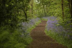Blau Glocken im das Wald, Frühling, das Niederlande foto