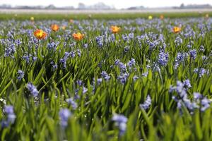 blühen zijpe Fall, wo Sie können nehmen ein gehen durch das Tulpen und andere Blume Birne Felder foto