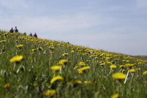 blühen zijpe Fall, wo Sie können nehmen ein gehen durch das Tulpen und andere Blume Birne Felder foto