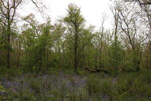 Blau Glocken im das Wald, Frühling, das Niederlande foto
