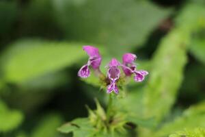 wild Blumen im das Herbst foto