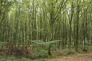 Wald im Deutschland, Europa foto