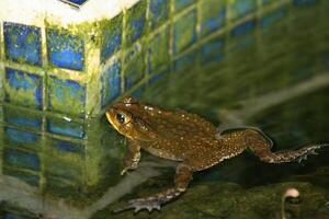 Kröte beim Nacht, schließen hoch, tropisch, Thailand foto