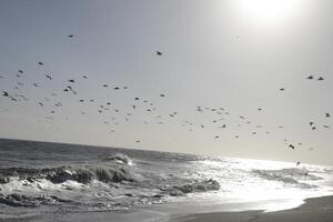 Möwen beim das Strand und im das Himmel foto