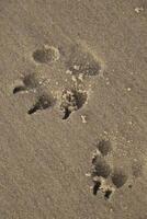 drucken im das Sand von ein Hunde Pfote foto