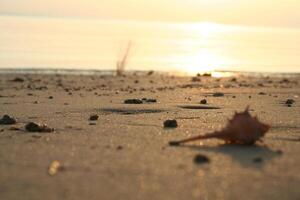 Schale beim das Strand, tropisch Sonnenuntergang, koh Phangan Insel, Thailand foto