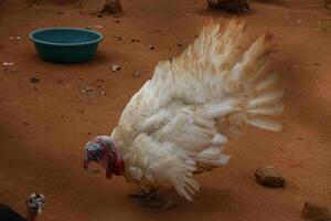 Geflügel beim ein Bauernhof im Benin foto