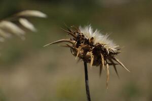 Distel im Natur foto