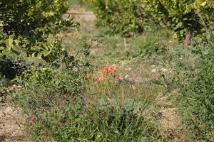 bunt wild Blumen, rot Mohn foto