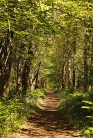 Pfad im das Wald, das Niederlande foto