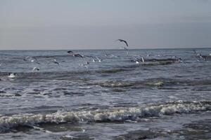 Möwen fliegend über das Norden Meer, Niederlande foto