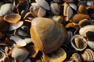 Muscheln beim das Strand, Winter im das Niederlande foto