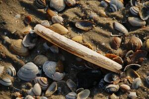 Muscheln beim das Strand, Winter im das Niederlande foto