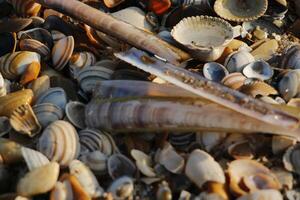 Muscheln beim das Strand, Winter im das Niederlande foto