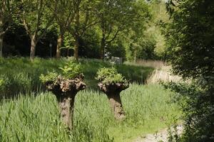 Flora im das Niederlande, Pflanzen und Bäume entlang ein Kanal, foto