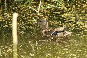 Stockente schwimmt im Kanal foto