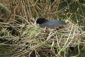 Blässhuhn auf Nest mit jung foto