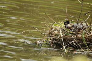 Blässhuhn auf Nest mit jung foto