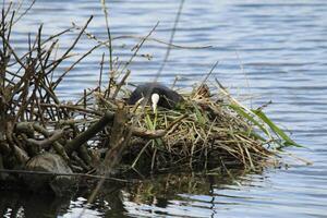 Blässhuhn auf Nest mit jung foto