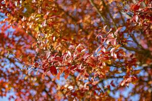 Nahansicht Foto von rot Herbst Blatt 7