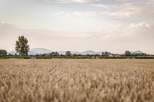 organisch Gerste Feld im Italienisch Sommer- foto