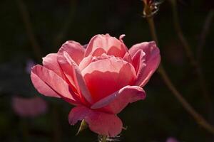 Rose Blume Pflanze im Natur im Herbst foto