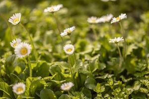 Gruppe von Gänseblümchen im ein Feld von Gras foto