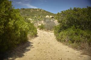 die Straße mitten in der mediterranen Vegetation foto