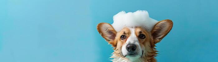 heiter Corgi Hund genießen ein Bad mit Seife Schaum auf es ist Kopf, mit ein Blau Hintergrund und reichlich Kopieren Raum zum ein Spaß und einnehmend Bild foto