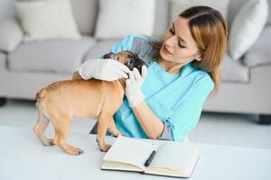 schöne junge Tierärztin, die Hund in der Klinik untersucht foto