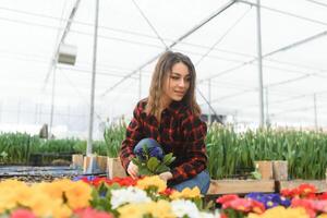 schön jung lächelnd Mädchen, Arbeiter mit Blumen im Gewächshaus. Konzept Arbeit im das Gewächshaus, Blumen, Tulpen, Box mit Blumen. Kopieren Raum. foto