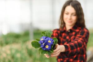 schön jung lächelnd Mädchen, Arbeiter mit Blumen im Gewächshaus. Konzept Arbeit im das Gewächshaus, Blumen. Kopieren Raum, Tulpe Garten foto