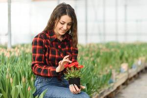 schön jung lächelnd Mädchen, Arbeiter mit Blumen im Gewächshaus. Konzept Arbeit im das Gewächshaus, Blumen. Kopieren Raum, Tulpe Garten foto