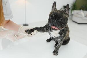 Französisch Bulldogge im ein Veterinär Klinik. Veterinär Medizin Konzept. foto