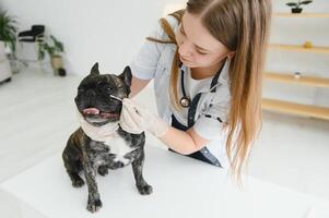 Medizin, Haustier Pflege und Menschen Konzept - - schließen oben von Französisch Bulldogge Hund und Tierarzt Arzt Hand beim Tierarzt Klinik. foto