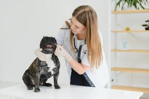 Tierarzt Arzt mit Französisch Bulldogge beim Tierarzt Krankenwagen. foto