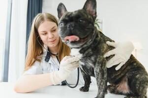 Porträt von ein Französisch Bulldogge. Veterinär Medizin Konzept. Stammbaum Hunde. komisch Tiere. foto