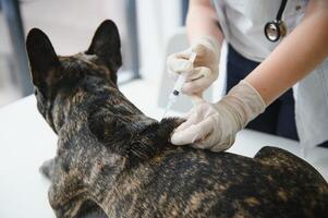 Tierarzt beim Tierarzt Klinik geben Injektion zu ein Hund. foto