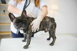 Veterinär durch Hören zu ein Französisch Bulldogge Hund im seine Klinik foto