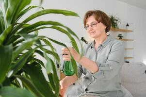 Senior Frau Sprays Pflanzen im Blumentöpfe. glücklich weiblich Pflege zum Haus Pflanze. reifen Frau nehmen Pflege von Pflanzen beim ihr heim, Sprühen ein Pflanze mit rein Wasser von ein sprühen Flasche foto