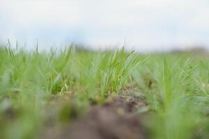 gut aussehend Bauer. jung Mann Gehen im Grün Feld. Frühling Landwirtschaft. foto