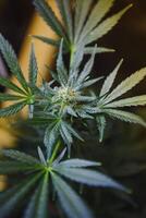 Innen- wachsend medizinisch Marihuana gerade Vor Sie Fertig wachsend, diese ist das Zustand von das Pflanzen zu Start Blüte. belaubt, Grün Blätter und gesund Pflanzen foto